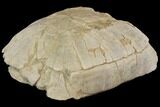 Fossil Tortoise (Stylemys) - Wyoming #143831-4